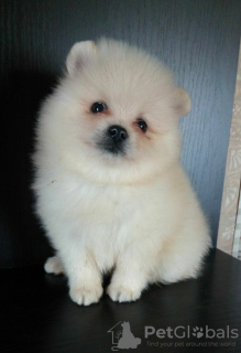 Photo №4. I will sell pomeranian in the city of Minsk. from nursery - price - 245$