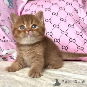 Photo №2 to announcement № 160391 for the sale of british shorthair - buy in Germany private announcement