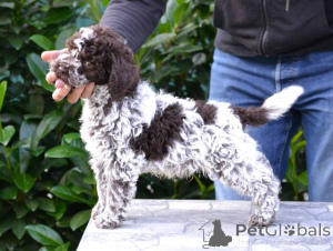 Photo №1. lagotto romagnolo - for sale in the city of Kragujevac | negotiated | Announcement № 157437