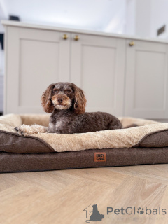 Photo №2 to announcement № 156414 for the sale of labradoodle - buy in Luxembourg private announcement