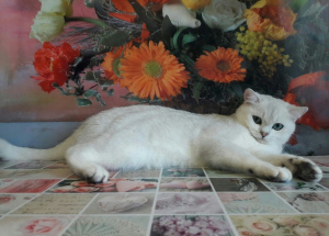 Photo №4. I will sell british shorthair in the city of Donetsk. private announcement, from nursery, breeder - price - 370$