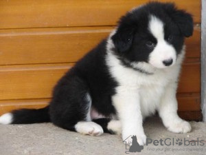 Photo №1. border collie - for sale in the city of Tegernsee | 370$ | Announcement № 119005