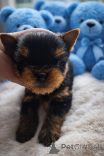 Photo №2 to announcement № 162029 for the sale of yorkshire terrier - buy in Denmark private announcement