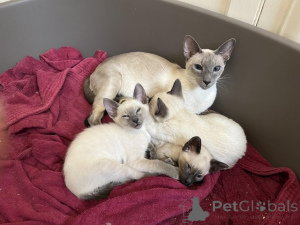 Photo №1. siamese cat - for sale in the city of Dusseldorf | 250$ | Announcement № 155515