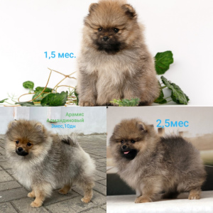 Photo №4. I will sell pomeranian in the city of Gomel. private announcement - price - negotiated