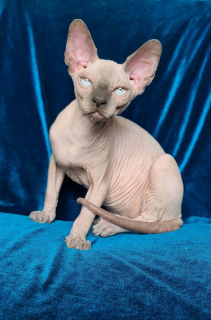 Photo №2 to announcement № 7129 for the sale of sphynx-katze - buy in Ukraine from nursery, breeder