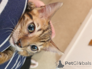 Photo №1. bengal cat - for sale in the city of Bachka-Palanka | negotiated | Announcement № 176768