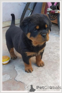 Photo №3. Rottweiler Puppies for Sale. Netherlands
