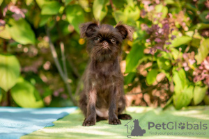 Photo №4. I will sell belgian griffon in the city of Москва. private announcement - price - 1500$