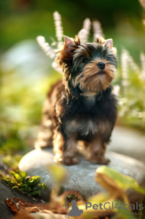 Additional photos: I offer Yorkshire terrier puppies for sale