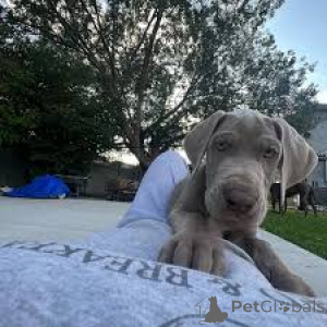 Photo №3. Deense dogpuppy's te koop. Belgium