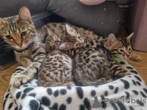 Photo №1. bengal cat - for sale in the city of Гамбург | 211$ | Announcement № 123671