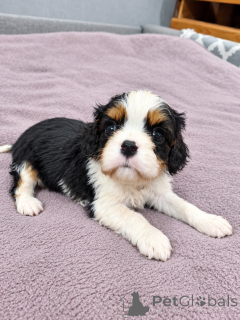 Photo №1. american cocker spaniel, english cocker spaniel, english springer spaniel, welsh springer spaniel, irish water spaniel, spanish water dog, spanisch mastiff, cavalier king charles spaniel, cavalier king charles spaniel, clumber spaniel, russian spaniel, tibetan spaniel - for sale in the city of Vilnius | 1032$ | Announcement № 176031