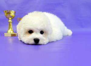 Photo №3. Beautiful girl Bichon Frize, the prospect for exhibitions, with a very. Russian Federation