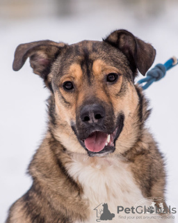 Additional photos: A young, cheerful dog Bim is looking for a home.