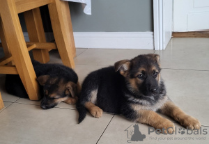 Photo №2 to announcement № 125398 for the sale of german shepherd - buy in Germany 