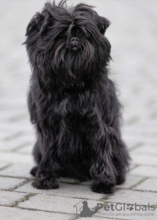 Photo №4. I will sell affenpinscher in the city of Dnipro. from nursery - price - 2113$