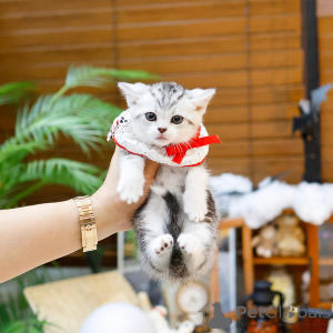 Photo №1. munchkin - for sale in the city of Paris | 361$ | Announcement № 164490