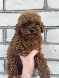 Photo №3. Toy poodle male. Ukraine