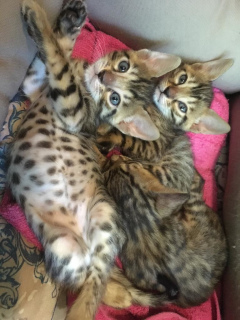 Photo №1. bengal cat - for sale in the city of Москва | negotiated | Announcement № 2623