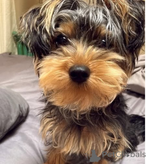 Photo №2 to announcement № 136163 for the sale of yorkshire terrier - buy in United Kingdom private announcement