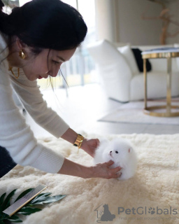 Photo №3. Красивые щенки померанского шпица доступны. Russian Federation