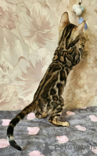 Photo №3. Healthy socialized Bengal kittens available now for sale both male and female. New Zealand