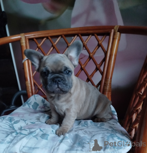 Additional photos: French bulldog