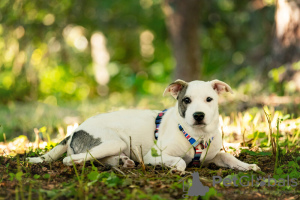 Additional photos: Beautiful Dart puppy in good hands.