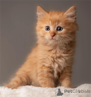 Photo №1. siberian cat - for sale in the city of Berlin | 329$ | Announcement № 153156