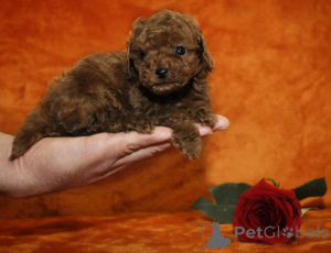 Photo №1. poodle (toy) - for sale in the city of Helsinki | negotiated | Announcement № 173449