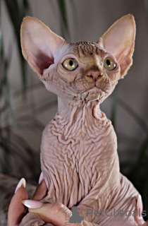 Photo №4. I will sell sphynx-katze in the city of Kharkov. from nursery, breeder - price - 1800$