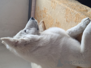 Photo №2 to announcement № 10513 for the sale of berger blanc suisse - buy in United States breeder