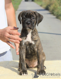 Photo №1. cane corso - for sale in the city of Vršac | negotiated | Announcement № 71633
