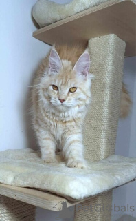 Photo №2 to announcement № 95459 for the sale of maine coon - buy in Poland 