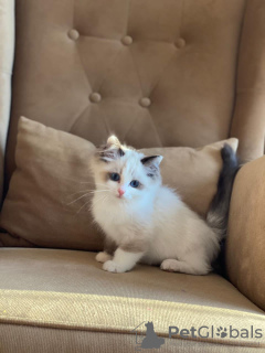 Photo №1. ragdoll - for sale in the city of Курская Васильевка | 355$ | Announcement № 13085