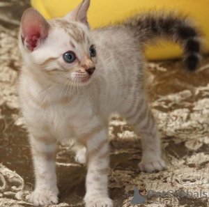 Photo №1. bengal cat - for sale in the city of Stockholm | 706$ | Announcement № 153192