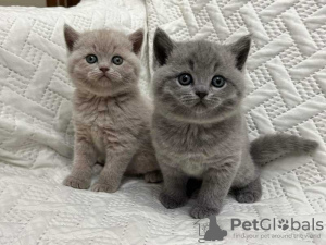 Photo №2 to announcement № 57201 for the sale of british shorthair - buy in Iceland 