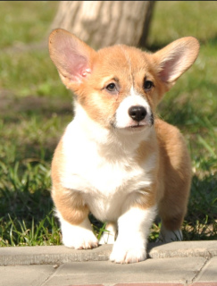 Photo №1. welsh corgi - for sale in the city of Kiev | 973$ | Announcement № 1856