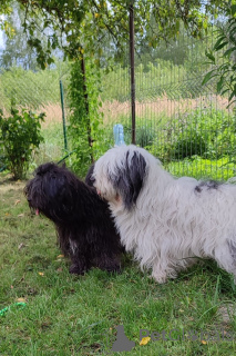 Photo №2 to announcement № 19433 for the sale of odis - buy in Poland breeder