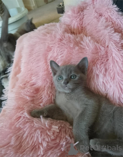 Photo №1. burmese cat - for sale in the city of bridging | 361$ | Announcement № 154157