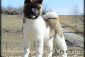 Photo №4. I will sell akita in the city of Texas City.  - price - Is free