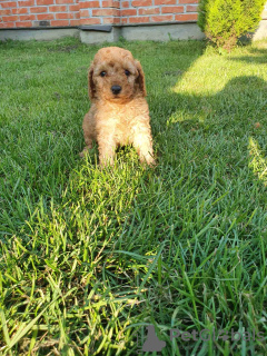 Photo №3. Mini poodles. Serbia