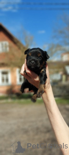 Photo №1. yorkshire terrier - for sale in the city of Helsinki | 568$ | Announcement № 163054