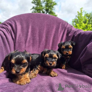 Photo №1. yorkshire terrier - for sale in the city of Валево | negotiated | Announcement № 103829