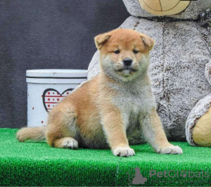 Photo №2 to announcement № 123551 for the sale of shiba inu - buy in Serbia 