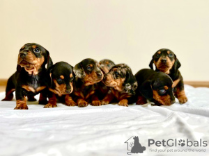 Photo №3. Standard dachshund puppies.. Belgium