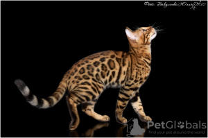 Photo №2 to announcement № 26095 for the sale of bengal cat - buy in Russian Federation breeder