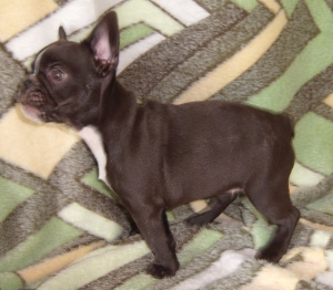 Photo №1. french bulldog - for sale in the city of Vitebsk | 200$ | Announcement № 3446