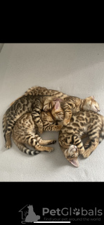 Photo №4. I will sell bengal cat in the city of Vienna. breeder - price - 528$